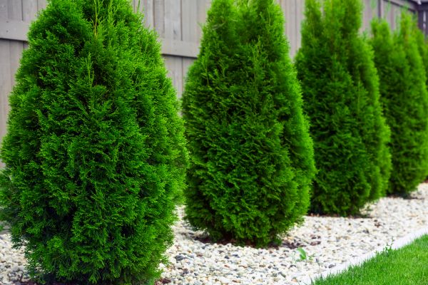 Arborvitae Planting in Citrus Heights