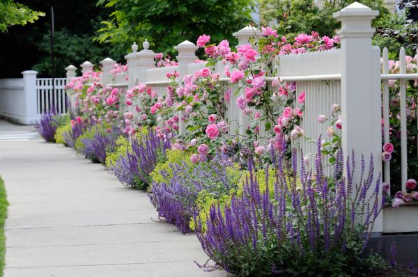 Garden Handyman Service in Citrus Heights