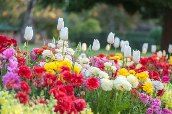 Gardening Service in Citrus Heights