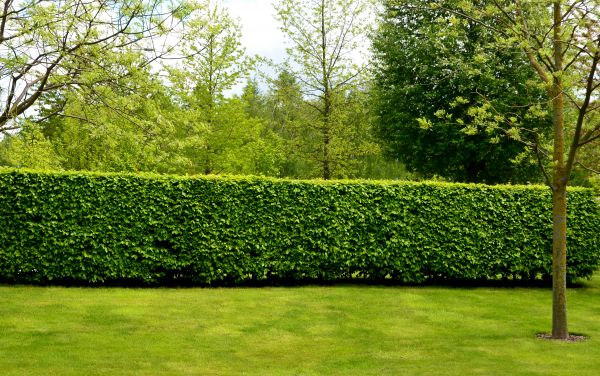 Hedge Planting in Citrus Heights