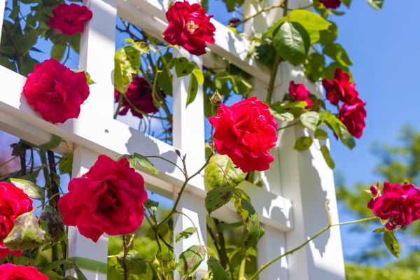 Home Gardening Service in Citrus Heights