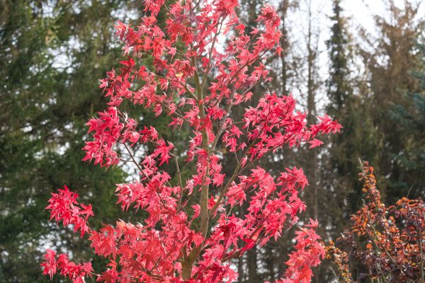 Japanese Maple Planting in Citrus Heights