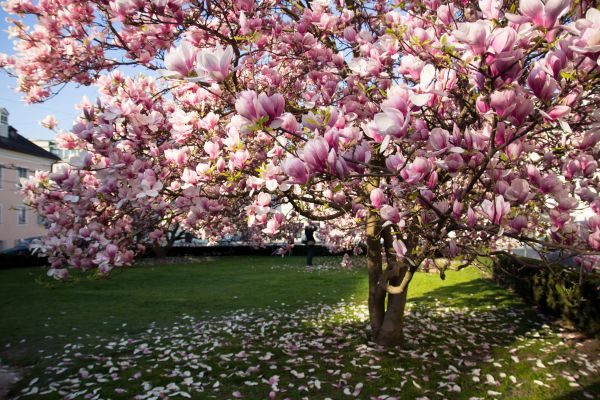 Magnolia Tree Planting in Citrus Heights
