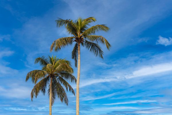Palm Tree Planting in Citrus Heights