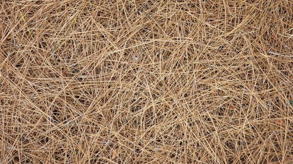 Pine Needles Delivery in Citrus Heights