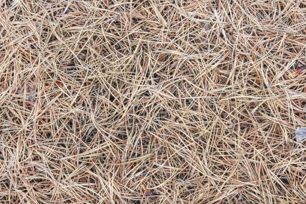 Pine Straw Installation in Citrus Heights