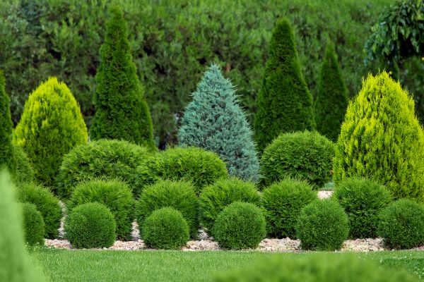 Shrub Replacement in Citrus Heights