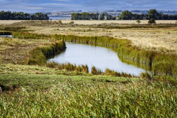Swale Landscaping in Citrus Heights
