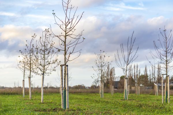 Tree Installation Service in Citrus Heights