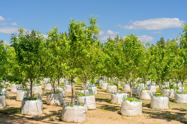 Tree Planting Service in Citrus Heights