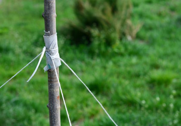 Tree Staking Service in Citrus Heights