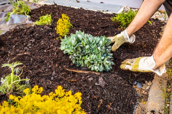 Weeding And Mulching in Citrus Heights