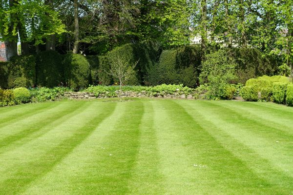 Lawn Renovation in Citrus Heights