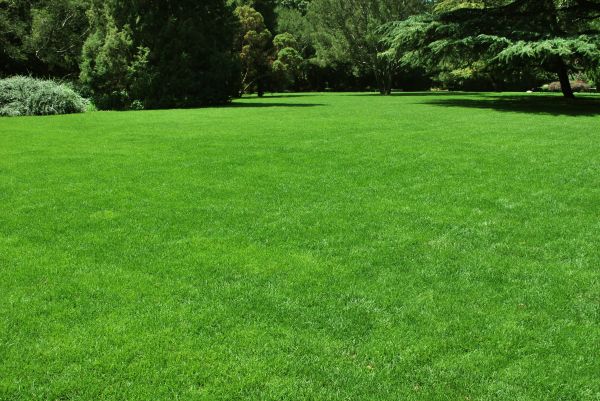 Lawn Landscaping in Citrus Heights