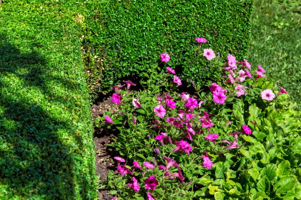 Softscaping Service in Citrus Heights