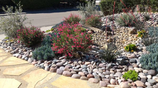 Xeriscape Landscaping in Citrus Heights