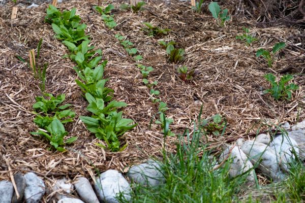 Mulch Service in Citrus Heights