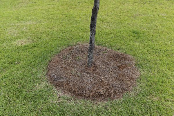 Pine Straw Spreading in Citrus Heights