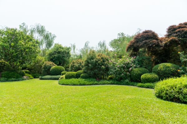 Tree Landscaping in Citrus Heights