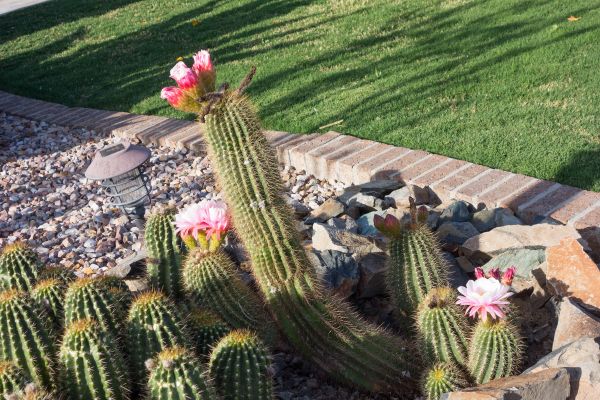 Desert Landscaping in Citrus Heights