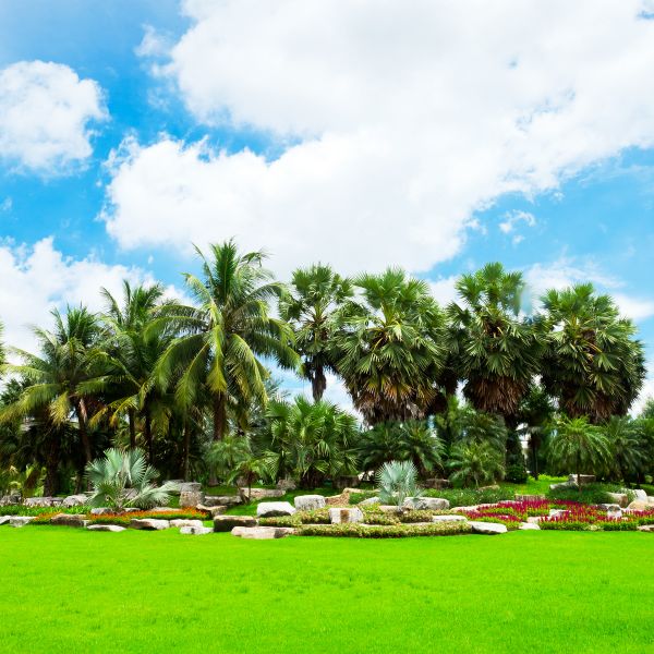Tropical Landscaping in Citrus Heights