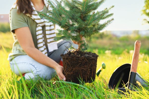 Spruce Tree Planting in Citrus Heights