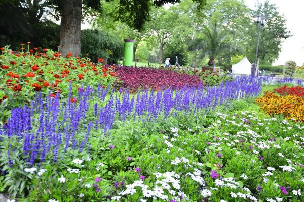 Perennials Planting in Citrus Heights
