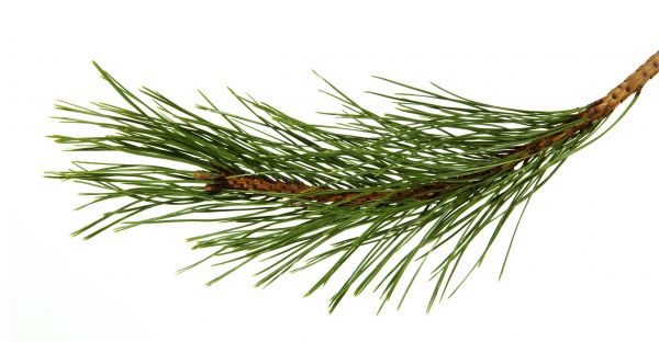 Pine Needles Installation in Citrus Heights