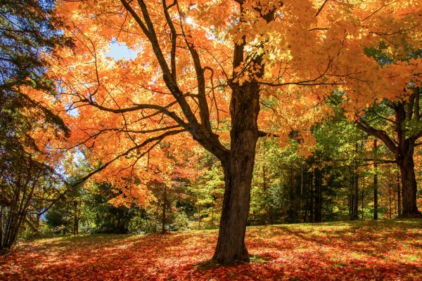 Maple Tree Planting in Citrus Heights