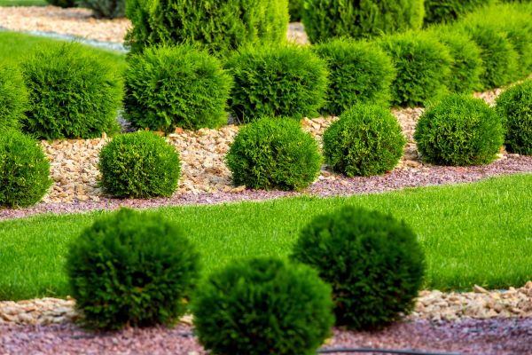 Bush Installation in Citrus Heights