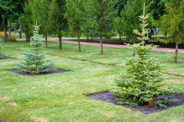 Privacy Trees Planting in Citrus Heights