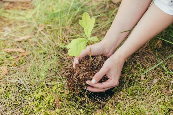 Oak Tree Planting in Citrus Heights