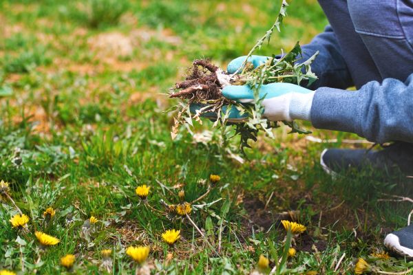 Flower Bed Clearing in Citrus Heights