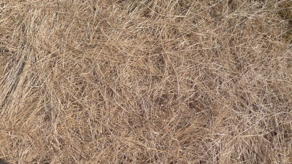 Pine Straw Replacement in Citrus Heights