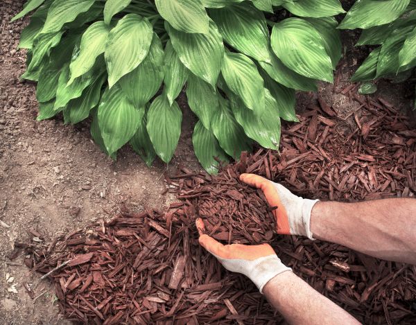Bark Spreading in Citrus Heights