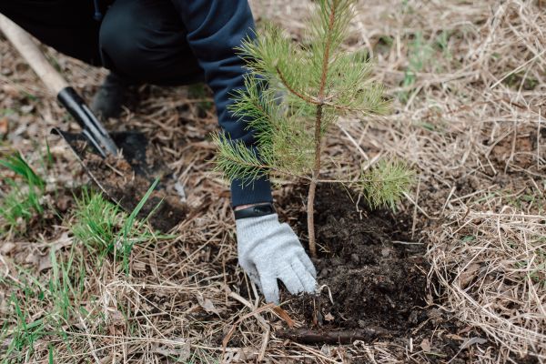 Pine Tree Planting in Citrus Heights