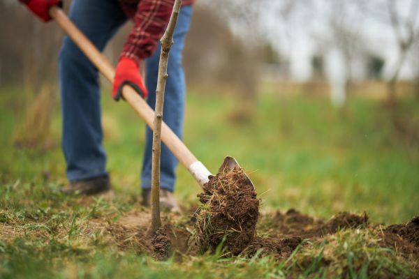 Trees Planting in Citrus Heights