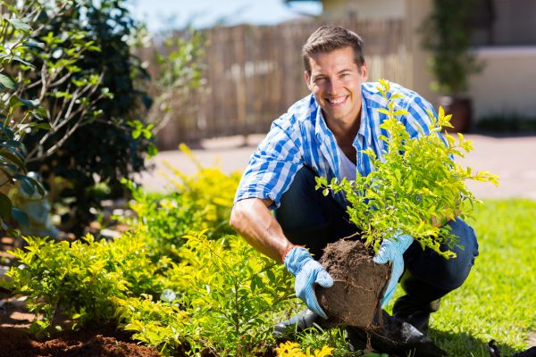 Shrub Landscaping in Citrus Heights