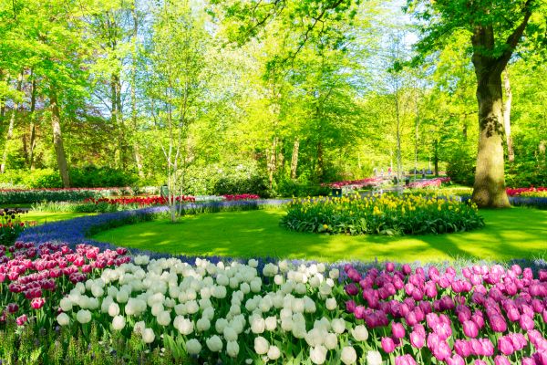 Flower Landscaping in Citrus Heights