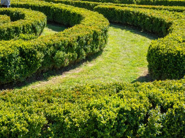 Bush Landscaping in Citrus Heights
