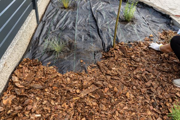 Pine Bark Spreading in Citrus Heights