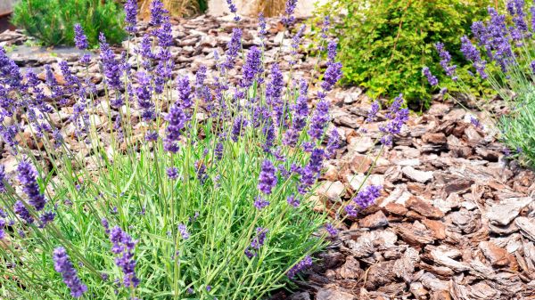 Pine Bark Landscaping in Citrus Heights