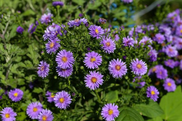 Perennial Flower Planting in Citrus Heights