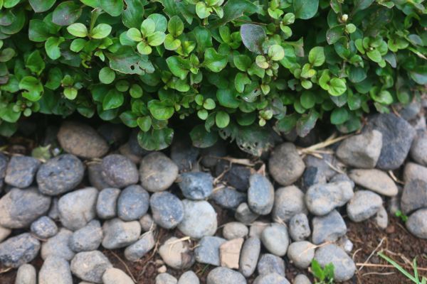 River Stone Installation in Citrus Heights