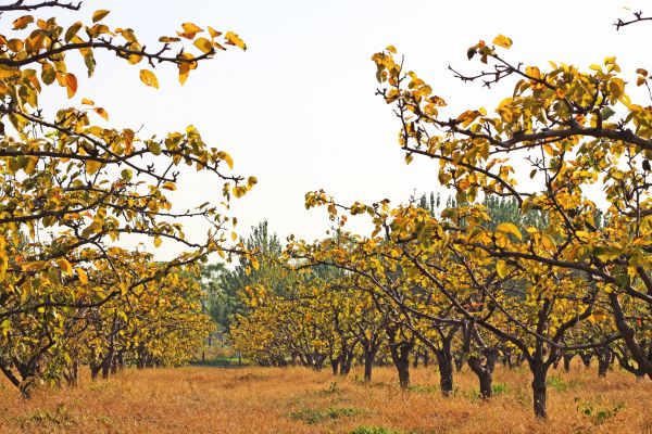 Pear Tree Planting in Citrus Heights