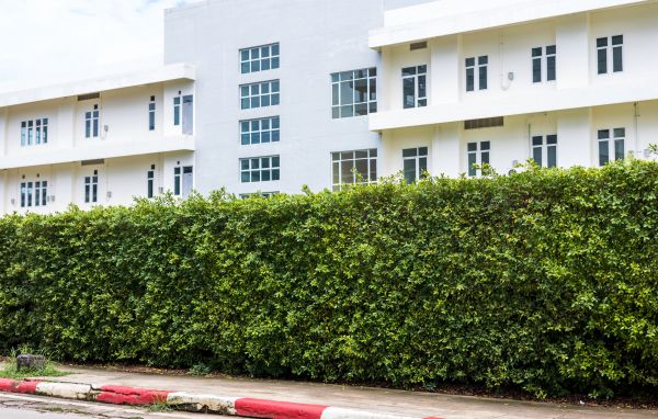 Privacy Landscaping in Citrus Heights