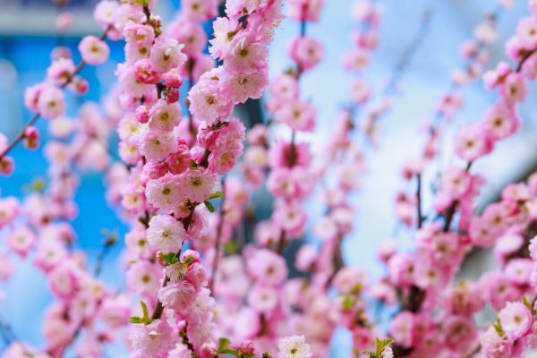 Japanese Cherry Tree Planting in Citrus Heights