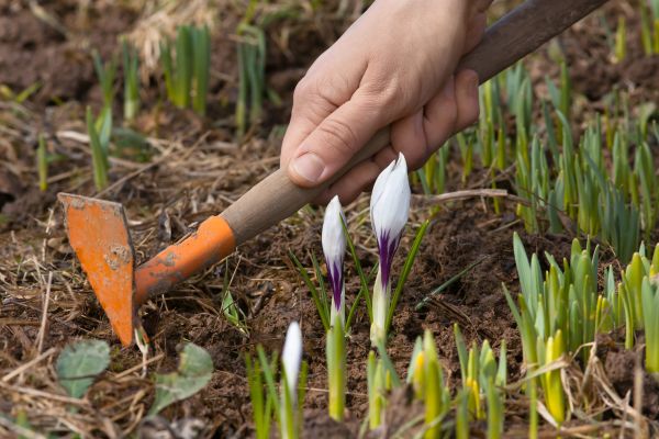 Flower Garden Weeding in Citrus Heights