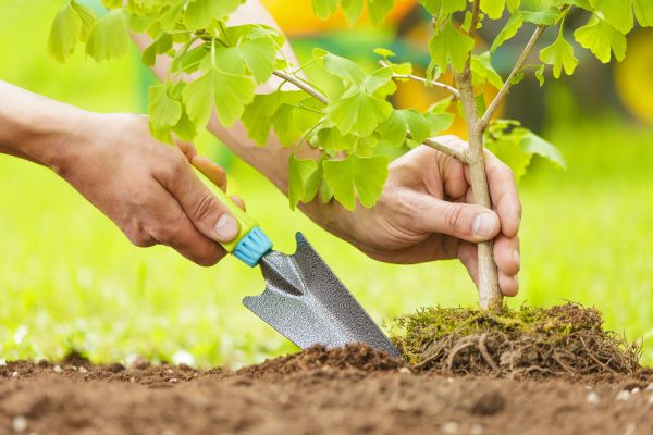 Fruit Tree Planting in Citrus Heights