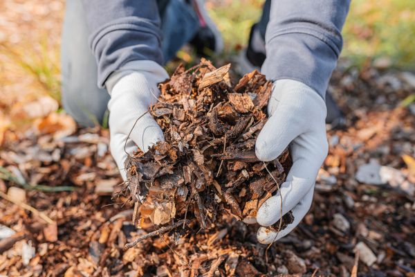 Shredded Mulch Installation in Citrus Heights
